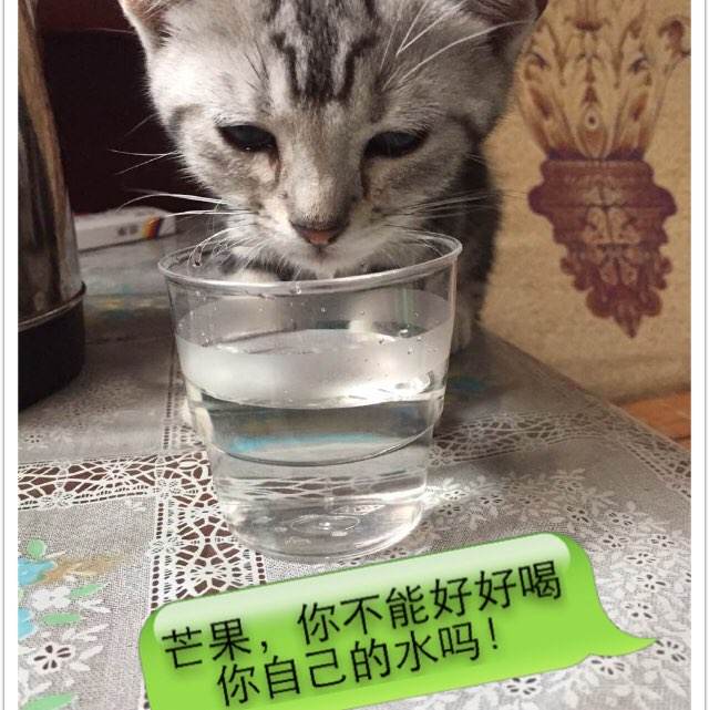 威尔士斯旺西大学文凭毕业证怎么购买